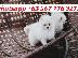 PoulaTo: pom puppies for adoption